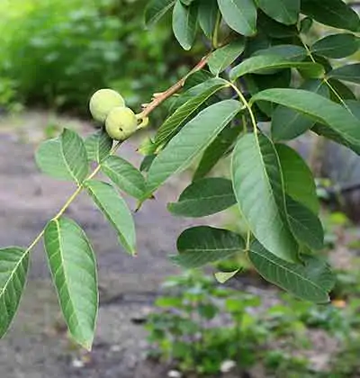 Growing Walnut and Walnut Market in Turkey