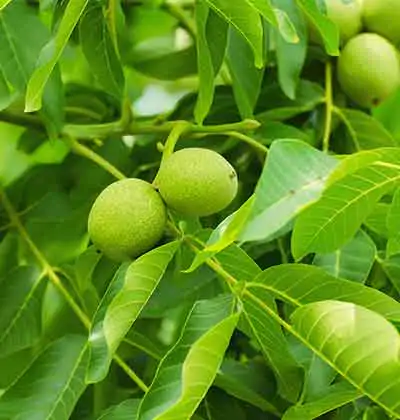 Our Walnut Garden Management Service