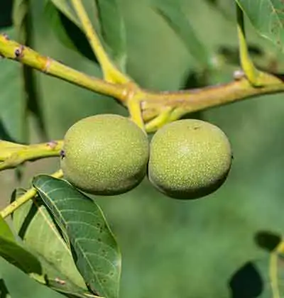 The World's Favorite Walnut: The Chandler Walnut