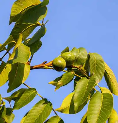 Walnut Garden Investment in Turkey