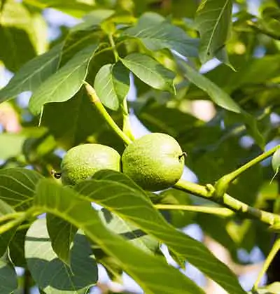 Walnut Investment in Turkey in terms of Market and Price