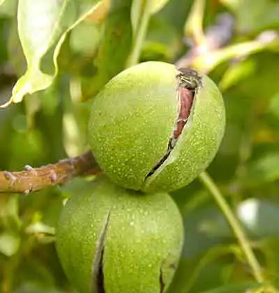 Why Invest in Walnut Agricultural Land in Turkey?